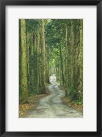 Road through Rainforest, Lamington National Park, Gold Coast Hinterland, Queensland, Australia Fine Art Print