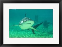 Shark, Sea World, Gold Coast, Queensland, Australia Fine Art Print