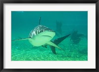Shark, Sea World, Gold Coast, Queensland, Australia Fine Art Print