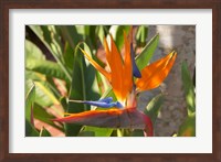 Bird-of-Paradise Flower, Sunshine Coast, Queensland, Australia Fine Art Print