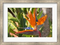 Bird-of-Paradise Flower, Sunshine Coast, Queensland, Australia Fine Art Print