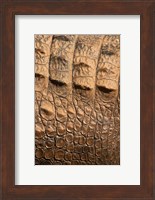 Detail of Crocodile Skin, Australia Fine Art Print