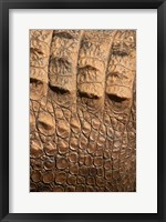 Detail of Crocodile Skin, Australia Fine Art Print