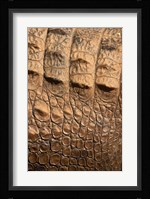 Detail of Crocodile Skin, Australia Fine Art Print