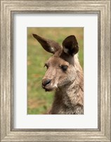 Grey Kangaroo, Australia Fine Art Print