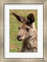 Grey Kangaroo, Australia Fine Art Print