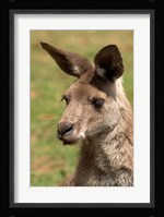 Grey Kangaroo, Australia Fine Art Print