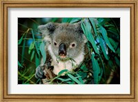 Koala Eating, Rockhampton, Queensland, Australia Fine Art Print