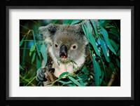 Koala Eating, Rockhampton, Queensland, Australia Fine Art Print