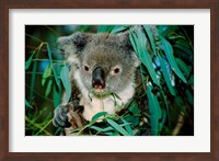 Koala Eating, Rockhampton, Queensland, Australia Fine Art Print
