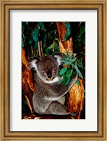 Koala on Eucalyptus, Featherdale Wildlife Park, Sydney, Australia Fine Art Print