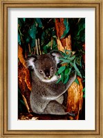 Koala on Eucalyptus, Featherdale Wildlife Park, Sydney, Australia Fine Art Print