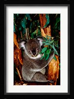Koala on Eucalyptus, Featherdale Wildlife Park, Sydney, Australia Fine Art Print