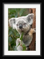 Koala, Australia Fine Art Print