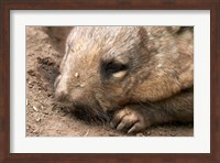 Southern Hairy Nosed Wombat, Australia Fine Art Print