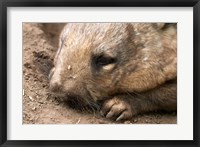 Southern Hairy Nosed Wombat, Australia Fine Art Print