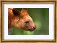 Tree Kangaroo, Australia Fine Art Print