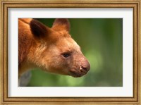 Tree Kangaroo, Australia Fine Art Print