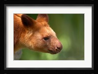 Tree Kangaroo, Australia Fine Art Print