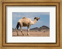 Camel near Stuart Highway, Outback, Northern Territory, Australia Fine Art Print