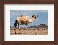 Camel near Stuart Highway, Outback, Northern Territory, Australia Fine Art Print