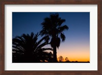 Palm Trees, Sunset, Stuart Highway, Outback, Australia Fine Art Print