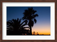 Palm Trees, Sunset, Stuart Highway, Outback, Australia Fine Art Print