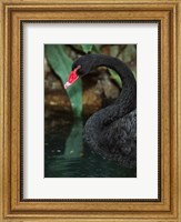 Australia, Black Swan (Cygnus atratus) Fine Art Print