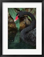 Australia, Black Swan (Cygnus atratus) Fine Art Print