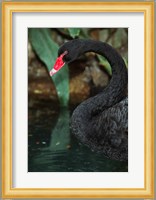 Australia, Black Swan (Cygnus atratus) Fine Art Print