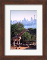 Giraffe, Taronga Zoo, Sydney, Australia Fine Art Print