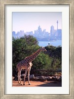 Giraffe, Taronga Zoo, Sydney, Australia Fine Art Print