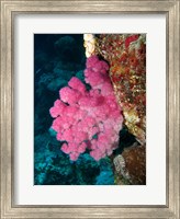 Agincourt Reef, Great Barrier Reef, Queensland, Australia Fine Art Print