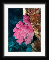 Agincourt Reef, Great Barrier Reef, Queensland, Australia Fine Art Print