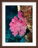 Agincourt Reef, Great Barrier Reef, Queensland, Australia Fine Art Print
