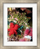 Coral, Agincourt Reef, Great Barrier Reef, North Queensland, Australia Fine Art Print