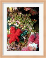 Coral, Agincourt Reef, Great Barrier Reef, North Queensland, Australia Fine Art Print