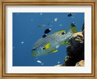 Diagonal-Banded Sweetlips, Great Barrier Reef, Australia Fine Art Print