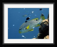 Diagonal-Banded Sweetlips, Great Barrier Reef, Australia Fine Art Print