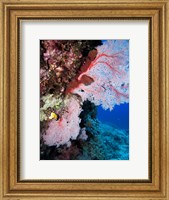 Fan Coral, Agincourt Reef, Great Barrier Reef, North Queensland, Australia Fine Art Print