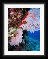 Fan Coral, Agincourt Reef, Great Barrier Reef, North Queensland, Australia Fine Art Print