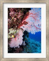 Fan Coral, Agincourt Reef, Great Barrier Reef, North Queensland, Australia Fine Art Print