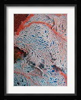 Fan Coral, Great Barrier Reef, Queensland, Australia Fine Art Print