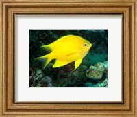 Golden Damsel fish, Great Barrier Reef, Australia Fine Art Print