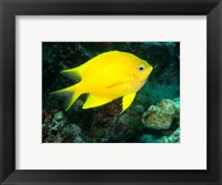 Golden Damsel fish, Great Barrier Reef, Australia Fine Art Print