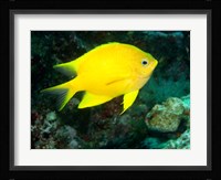 Golden Damsel fish, Great Barrier Reef, Australia Fine Art Print