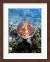 Green Turtle, Low Isles, Great Barrier Reef, North Queensland, Australia Fine Art Print