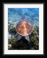 Green Turtle, Low Isles, Great Barrier Reef, North Queensland, Australia Fine Art Print