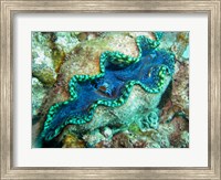 Outlet Siphon, Giant Clam, Agincourt Reef, Great Barrier Reef, North Queensland, Australia Fine Art Print