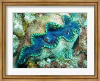 Outlet Siphon, Giant Clam, Agincourt Reef, Great Barrier Reef, North Queensland, Australia Fine Art Print